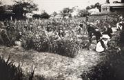 Old Albany State School Vegetable Garden in 1911