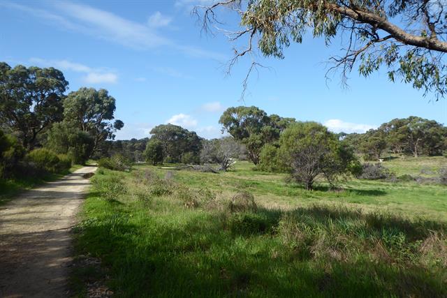 Bushland South of Rochdale Road, Bold Park 02